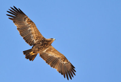 Stäppörn, subadult