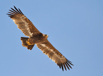 Stäppörn, subadult