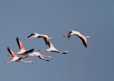 Strre flamingo / Greater Flamingo