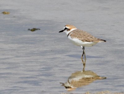 Svartbent strandpipare ♂