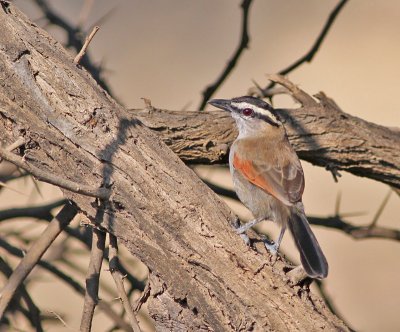 Svartkronad tchagra, Oman