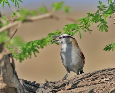 Svartkronad tchagra, Oman