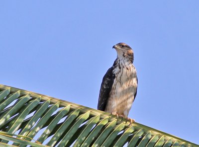 Tofsbivråk / Crested Honey Buzzard