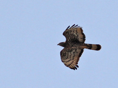 Tofsbivråk, adult