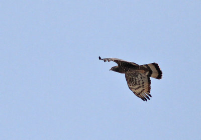 Tofsbivrk, adult