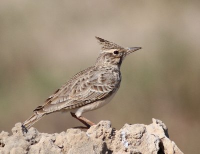 Tofslrka, Oman