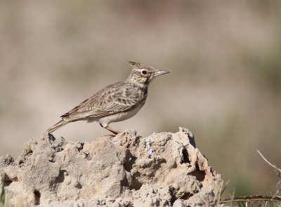Tofslärka, Oman