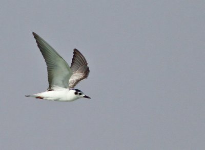 IMG_0042.JPG