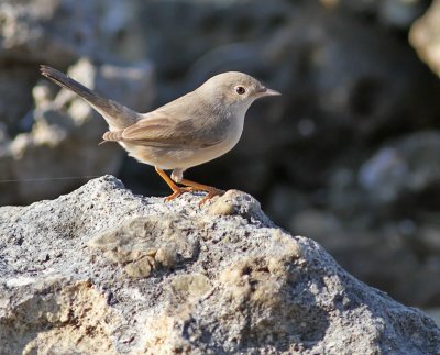 stlig sammetshtta / Mntries' Warbler