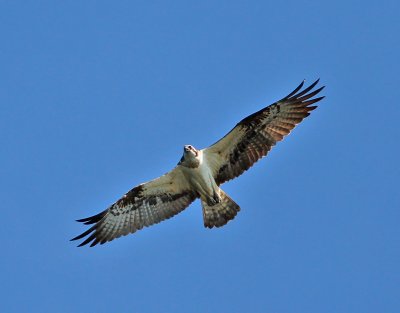 Fiskgjuse / Osprey