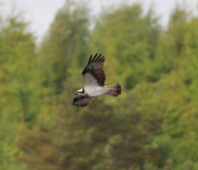 Fiskgjuse, adult