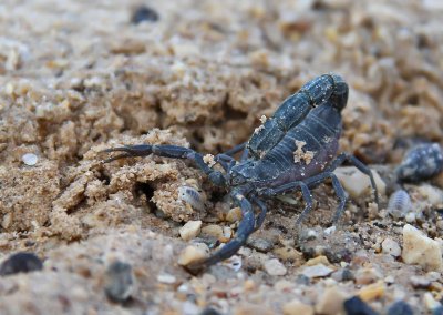Arabian Fat-tailed Scorpion