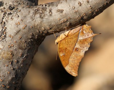 Pearl Charaxes (Stonehamia veranus)