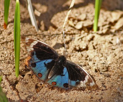 Blue Pansy
