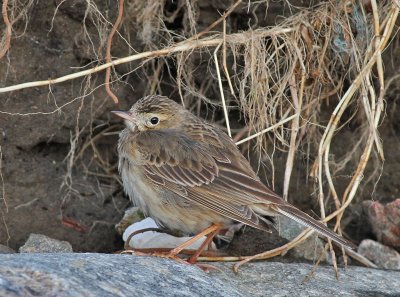 Strre piplrka / Richard's Pipit