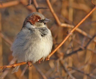 Grsparv / House Sparrow