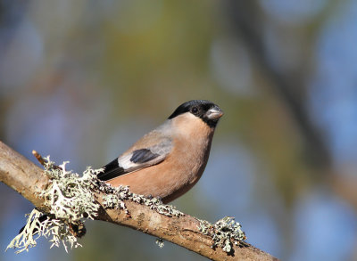 Domherre / Bullfinch