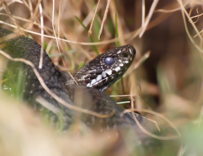 Huggorm (Vipera berus)