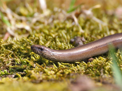 Kopparorm (Anguis fragilis)