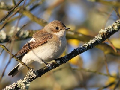Svartvit flugsnappare ♂ (honlik)