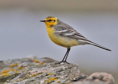 Citronärla, 2K ♂