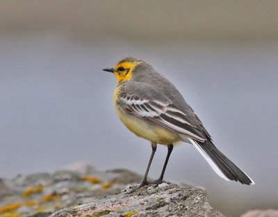 Citronärla, 2K ♂