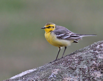 Citronärla, 2K ♂