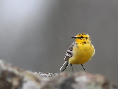 Citronärla, 2K ♂