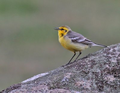 Citronärla, 2K ♂