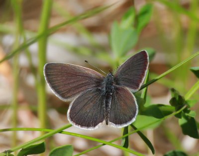 Mindre blåvinge (Cupido minimus)