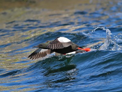 Tobisgrissla / Black Guillemot