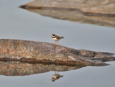 Större strandpipare