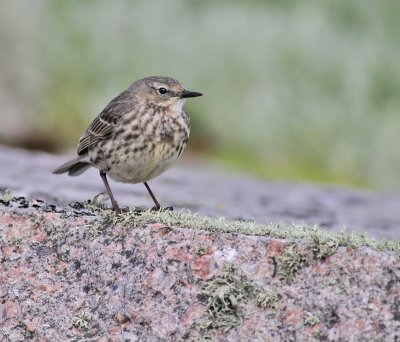 Skrpiplrka, adult