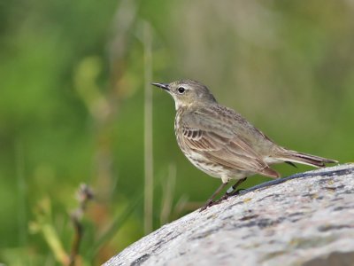 Skrpiplrka, adult