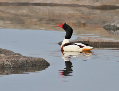 Gravand