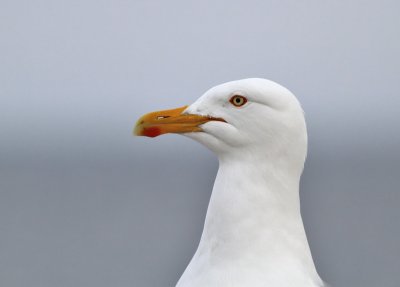 Grtrut
