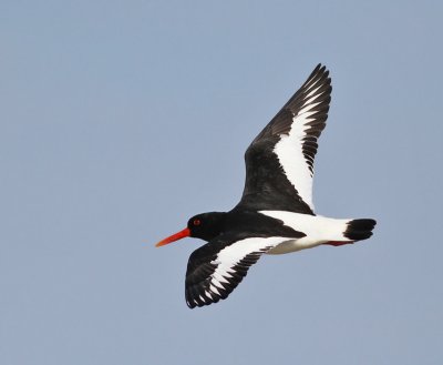 Strandskata / Oystercatcher