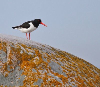 Strandskata