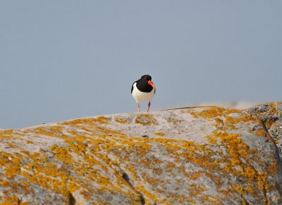 Strandskata
