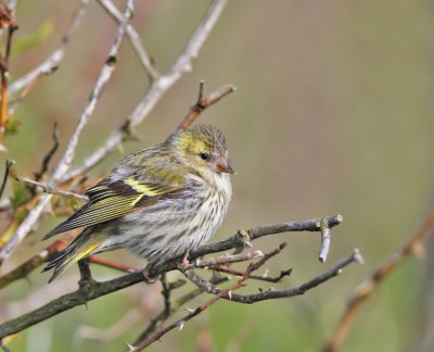 Grnsiska, ad ♀