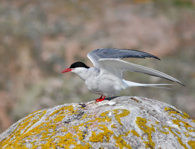 Silvertärna, adult vår