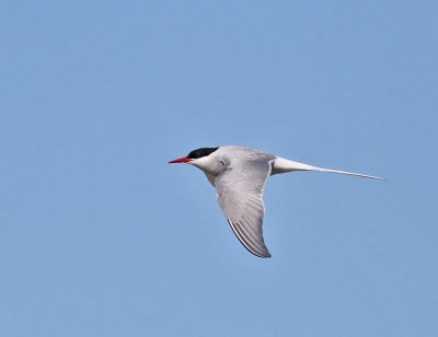Silvertärna, adult vår