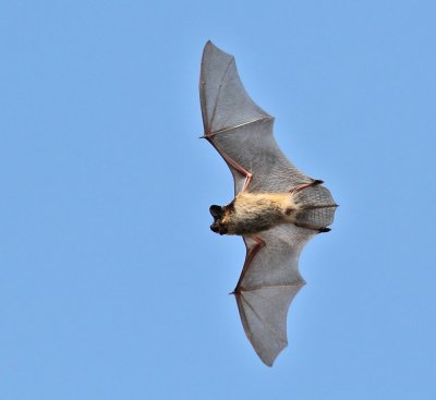 Grskimlig fladdermus (Vespertilio murinus)