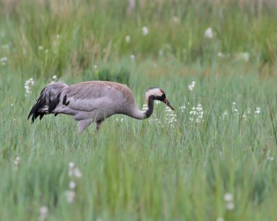 Tranor till vadare / Cranes to Shorebirds