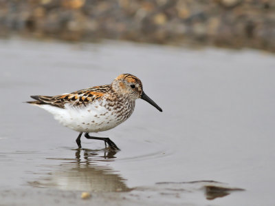 Tundrasnäppa / Western Sandpiper