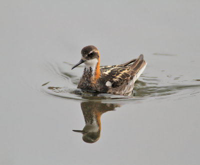 Smalnäbbad simsnäppa / Red-necked Phalarope