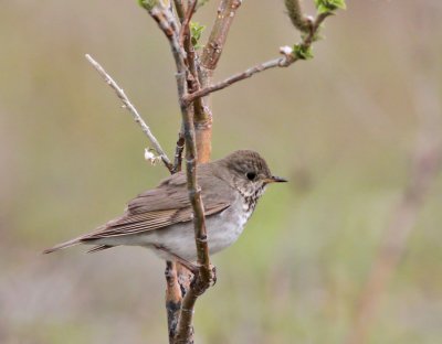 Gråkindad skogstrast / Gray-cheeked Thrush