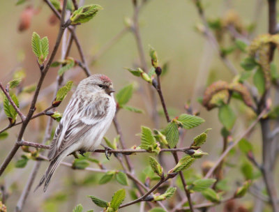 Snösiska / Hoary Redpoll