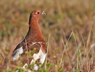 Dalripa / Willow Ptarmigan