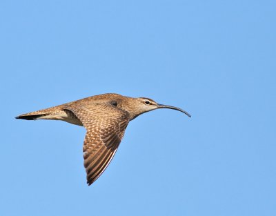 Småspov / Whimbrel (ssp hudsonicus)